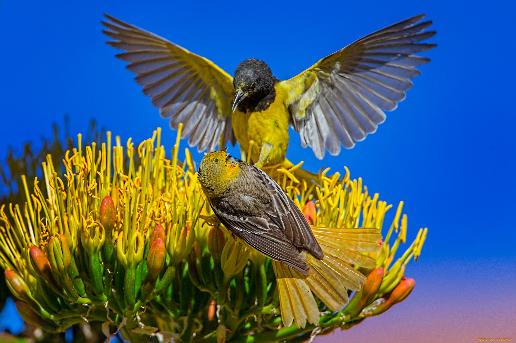 Yellow-headed Troupial